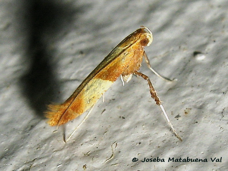 Caloptilia alchimiella - Gracillariidae ?